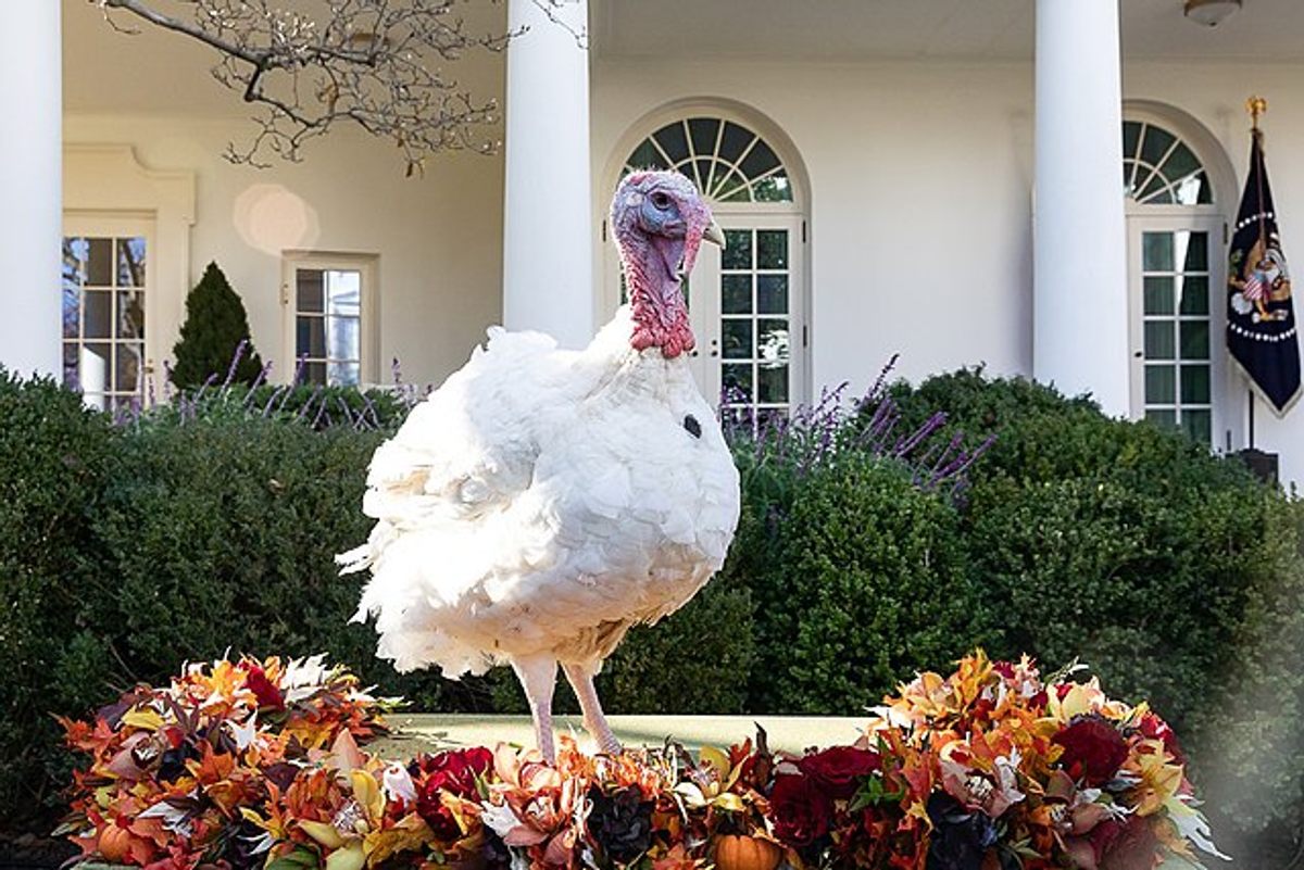 The Broad White Breasted turkey is the most common breed to eat at thanksgiving, despite the fact it doesn't even taste that good.