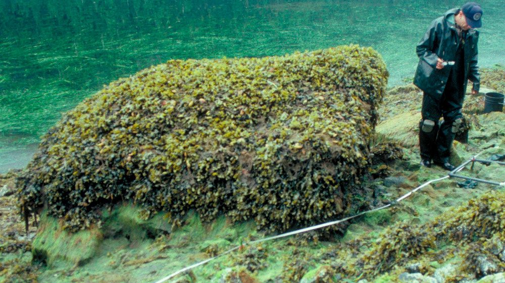 Just two years after being coated in crude oil from the 1989 Exxon Valdez spill in Alaska, this Volkswagen Beetle–sized boulder boasted a healthy crop of rockweed.