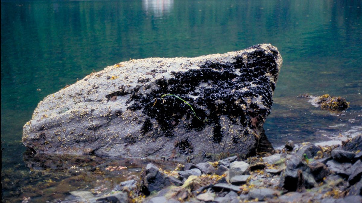 By 1994, the seaweed had died back on Mearns Rock and mussels were elbowing in.