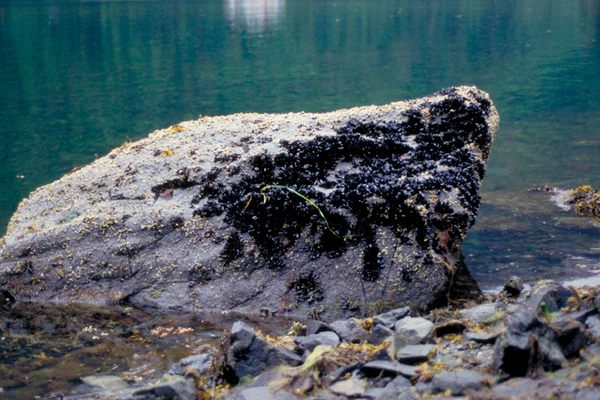 By 1994, the seaweed had died back on Mearns Rock and mussels were elbowing in.