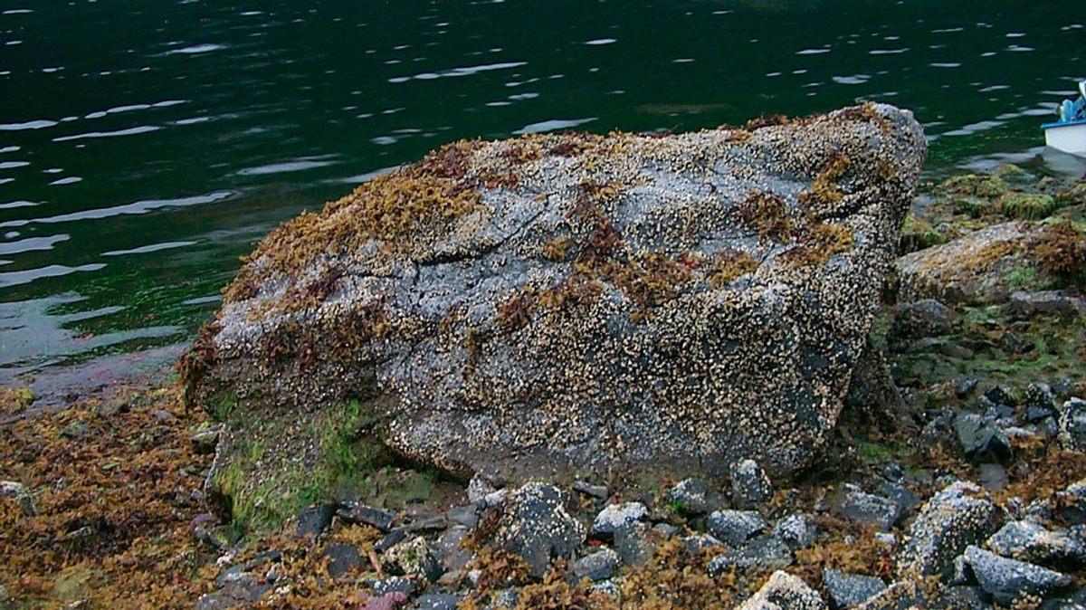 In 2002, barnacles dominated the rock’s surface.