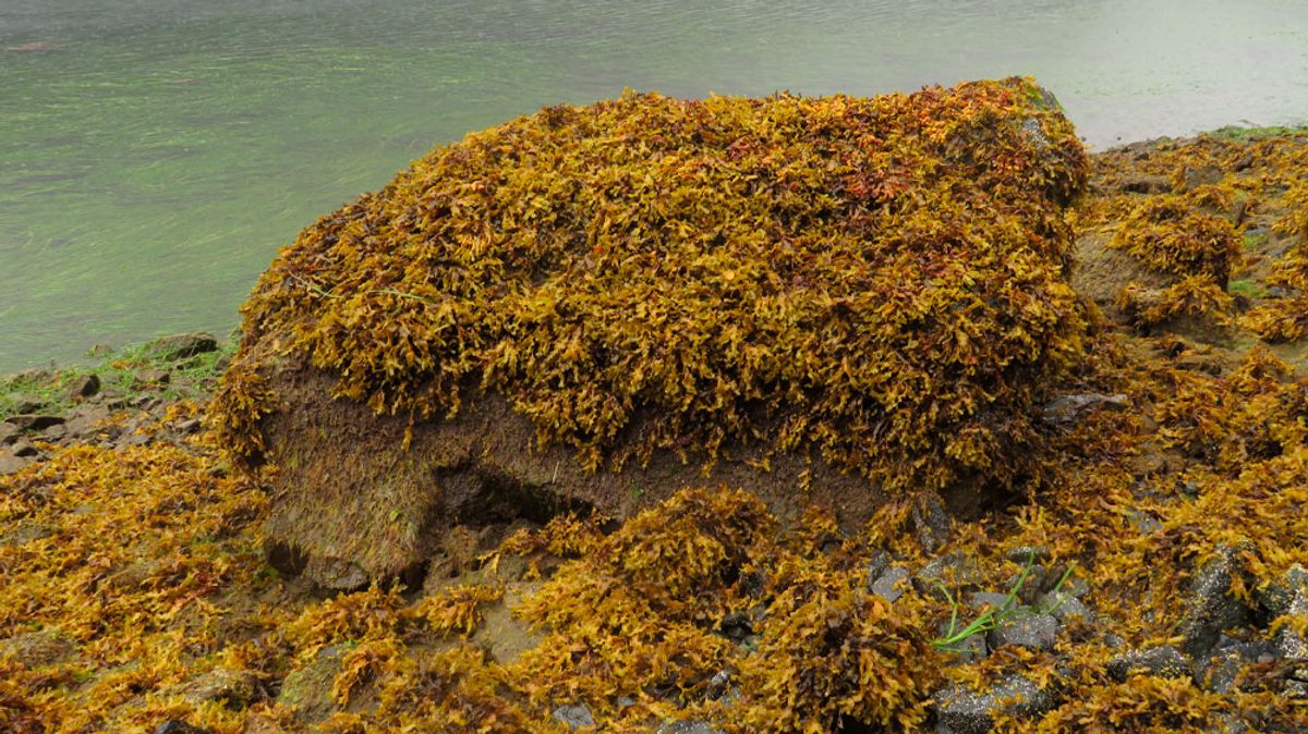 In 2022, rockweed was flourishing again.