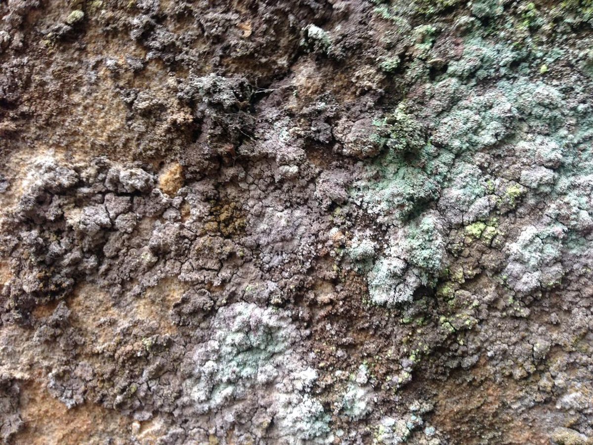 Lichen of the genus <em>Lepraria</em> live all around the world, hiding in plain sight.