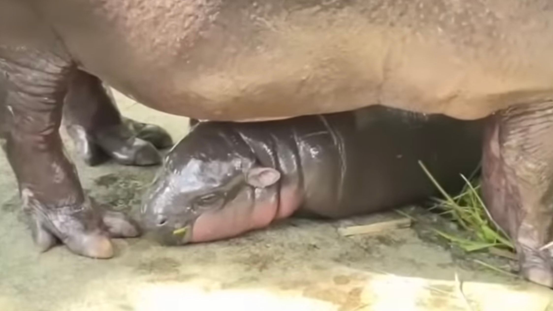 Moo Deng is related to some other zoo celebrities, such as Thailand's oldest hippo, her grandmother Malee.