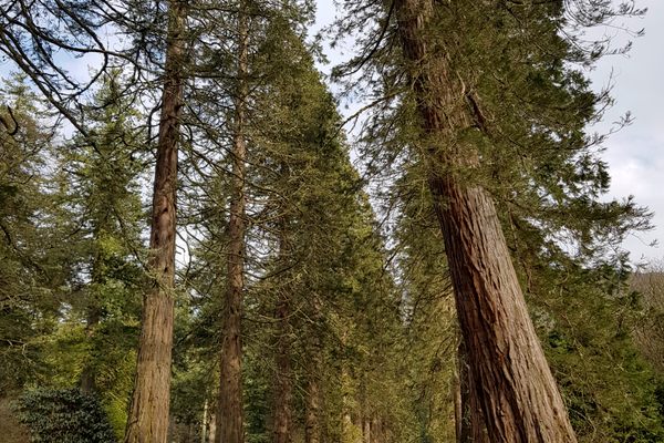 The U.K.'s giant trees are growing as fast as their California counterparts.