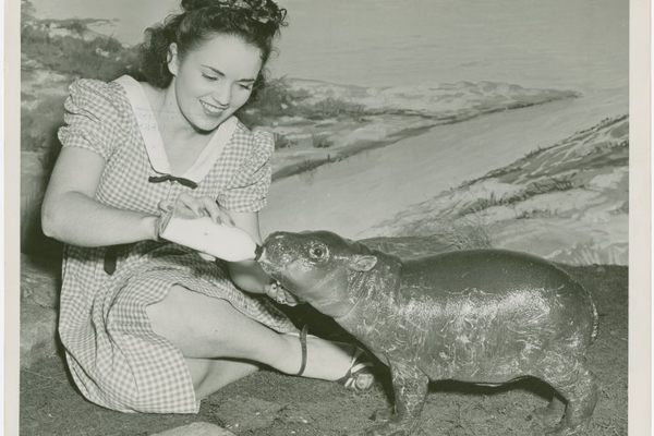 This pygmy hippo at the 1939 World's Fair Firestone exhibit was probably Gumdrop I, Billy's first surviving calf.