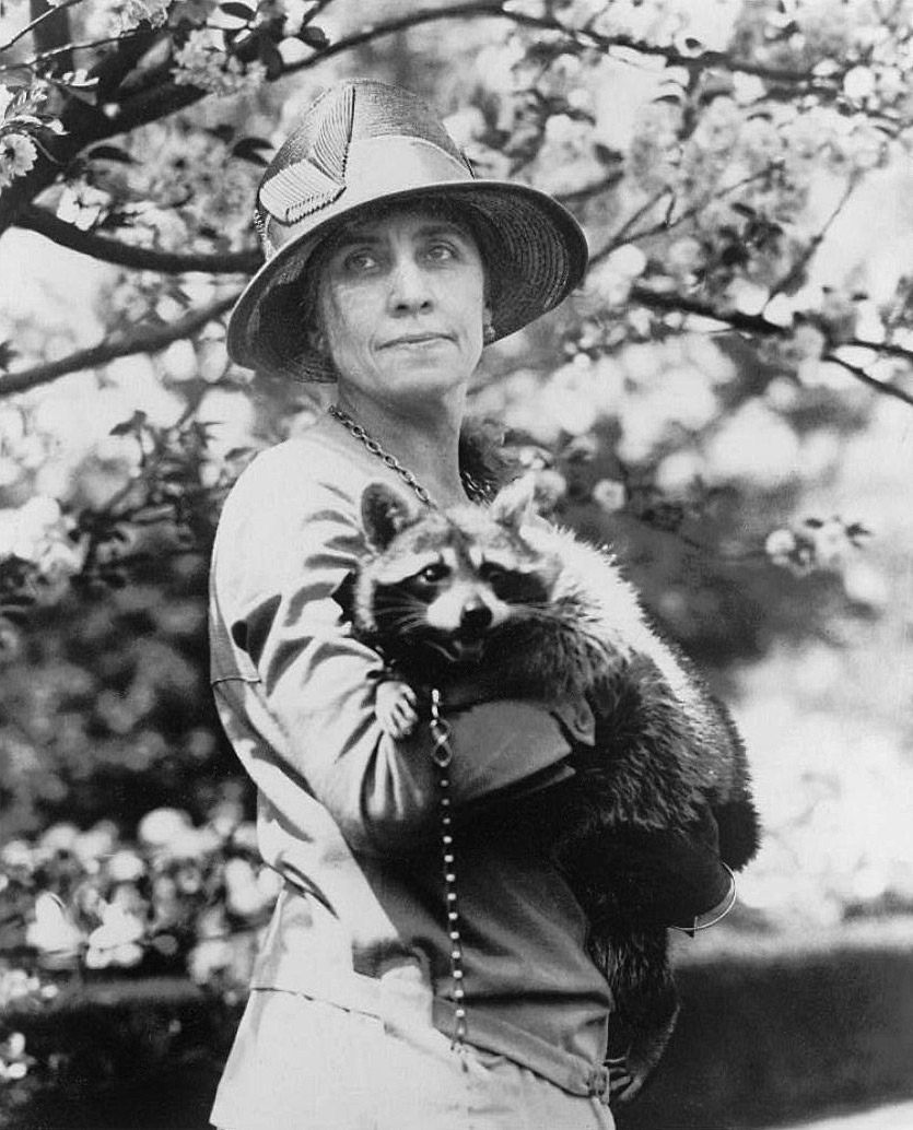 U.S. First Lady Grace Coolidge holds "White House Raccoon" Rebecca, one of the Coolidges' many exotic pets.
