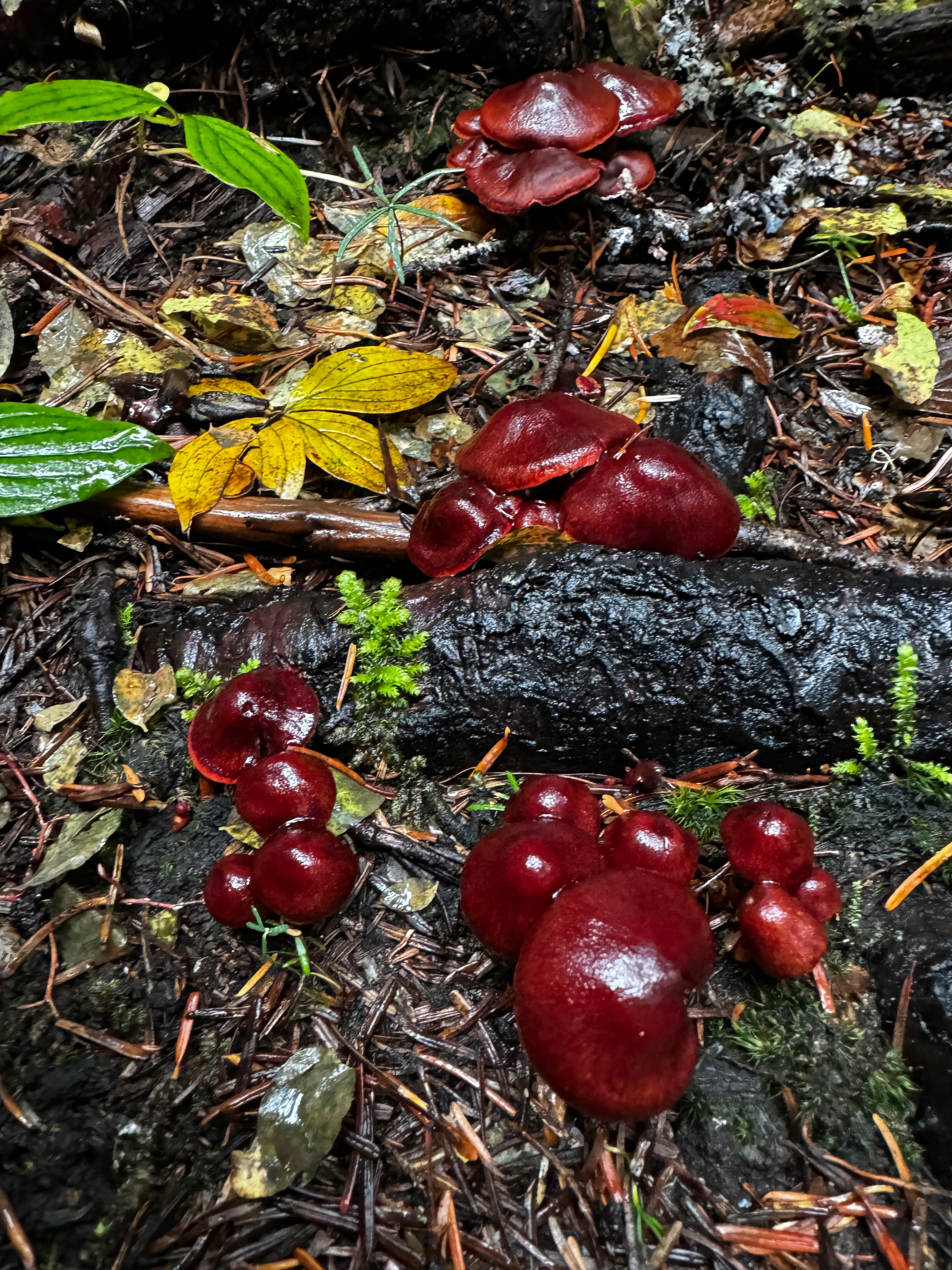 Beeler says <em>Cortinarius dermocybes</em> create a range of red and orange colors.