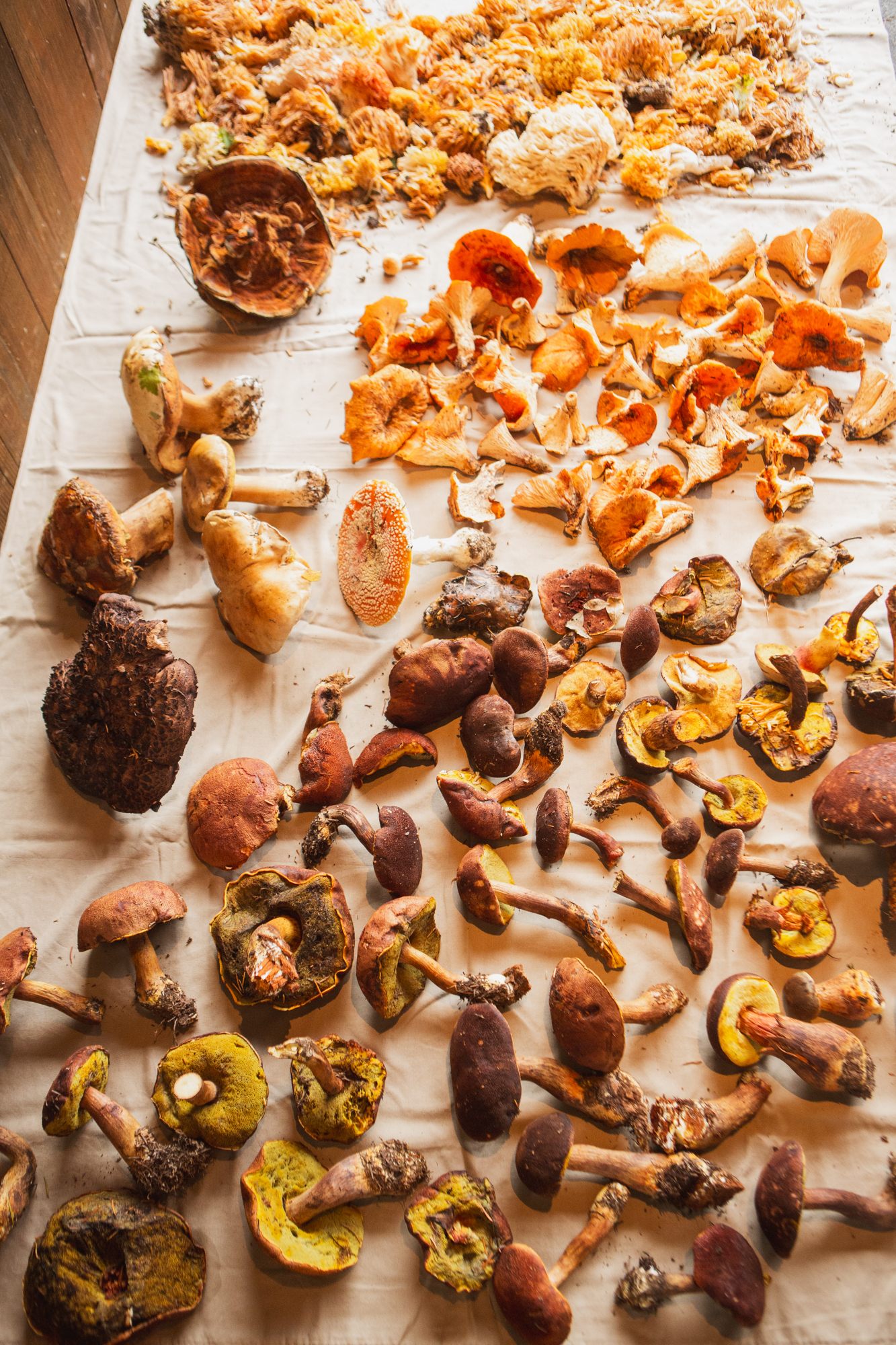 A variety of dye mushrooms displayed during one of Beeler's workshops.