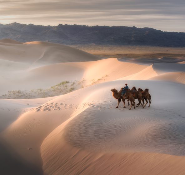 Mongolia camel herder crossing the Gobi desert
