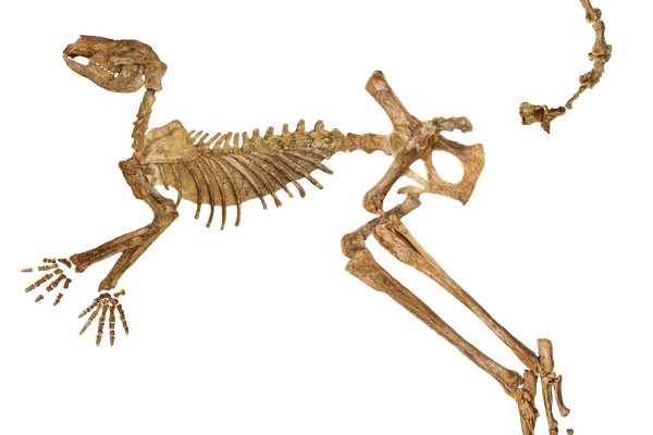 A near-complete fossil skeleton of Protemnodon viator from Lake Callabonna, missing just a few bones from the hand, foot, and tail.